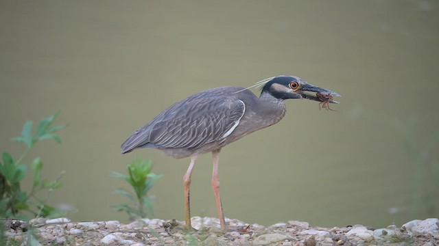 Yellow-crowned Night Heron - ML655614936