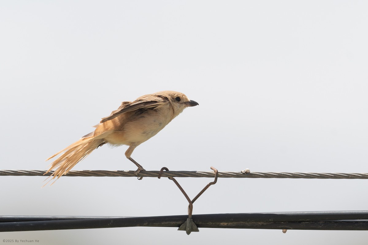 Isabelline Shrike - ML655615020