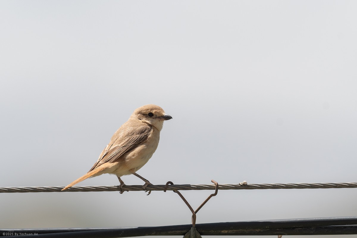 Isabelline Shrike - ML655615023