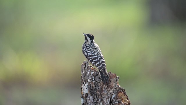 Ladder-backed Woodpecker - ML655615041