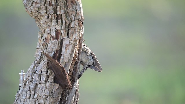 Ladder-backed Woodpecker - ML655615057