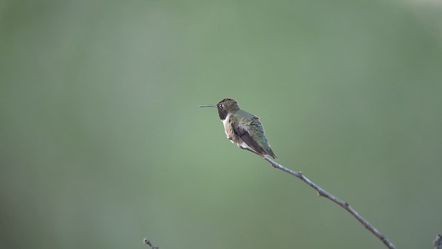 Black-chinned Hummingbird - ML655615137