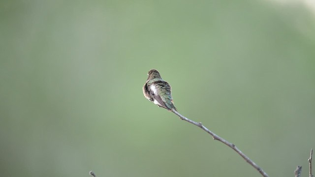 Black-chinned Hummingbird - ML655615139