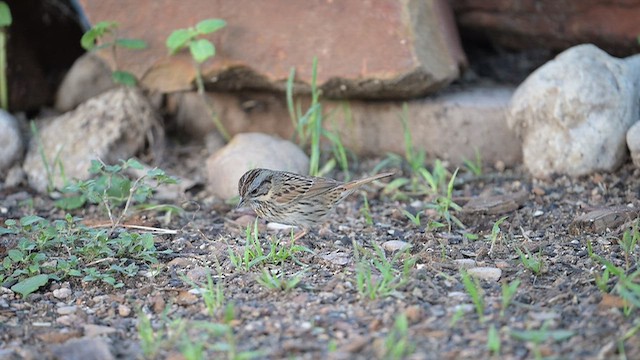 Lincoln's Sparrow - ML655615183