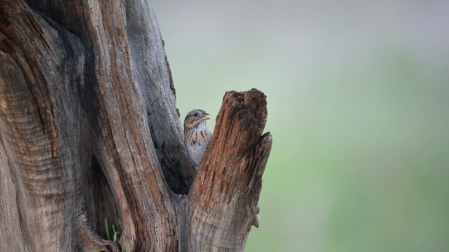 Lincoln's Sparrow - ML655615188