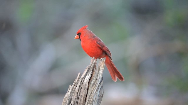 Northern Cardinal (Common) - ML655615258