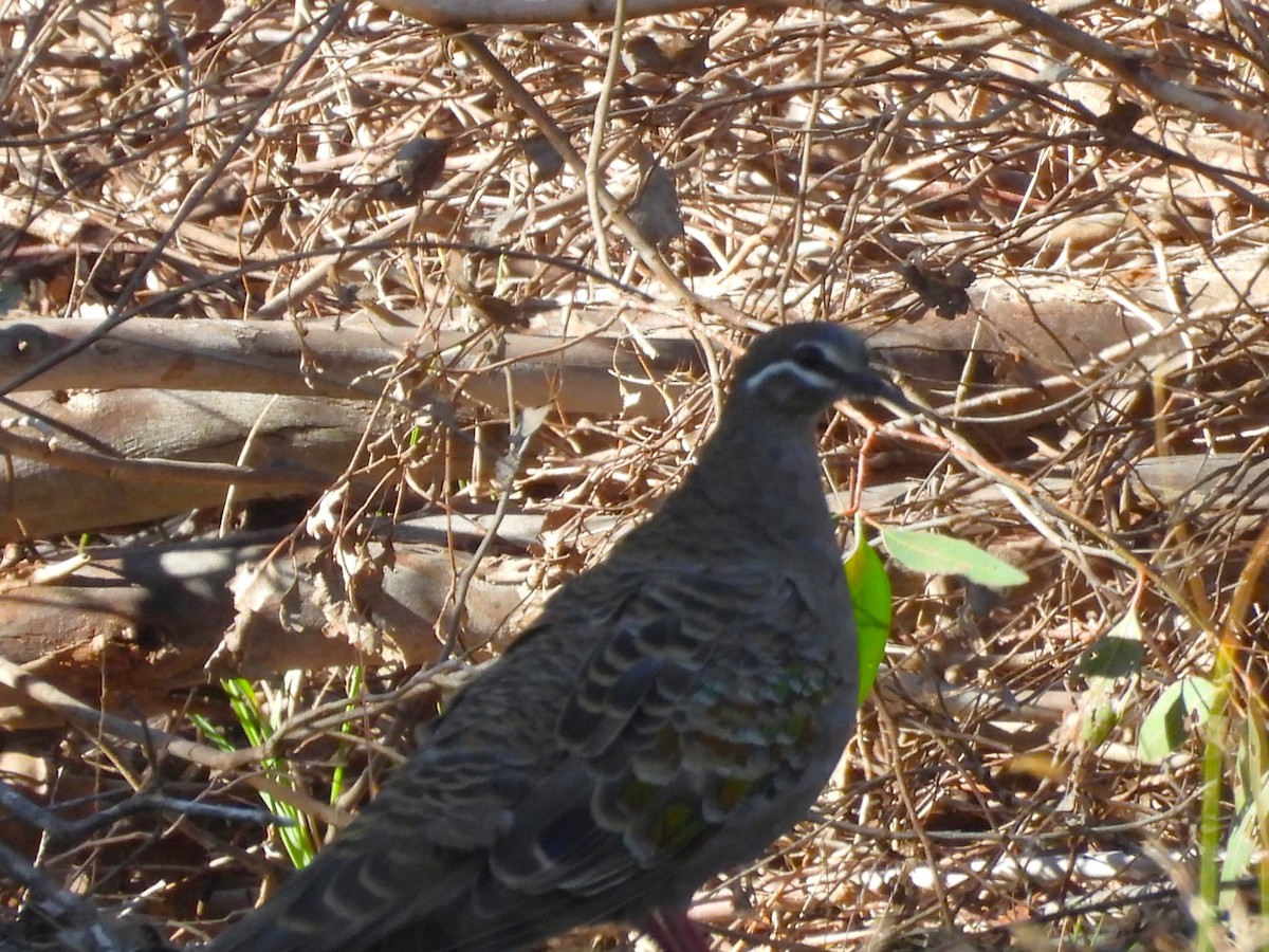 eBird Checklist - 23 Apr 2026 - Holmans Rd HOLTS02, Yarram - 8 species