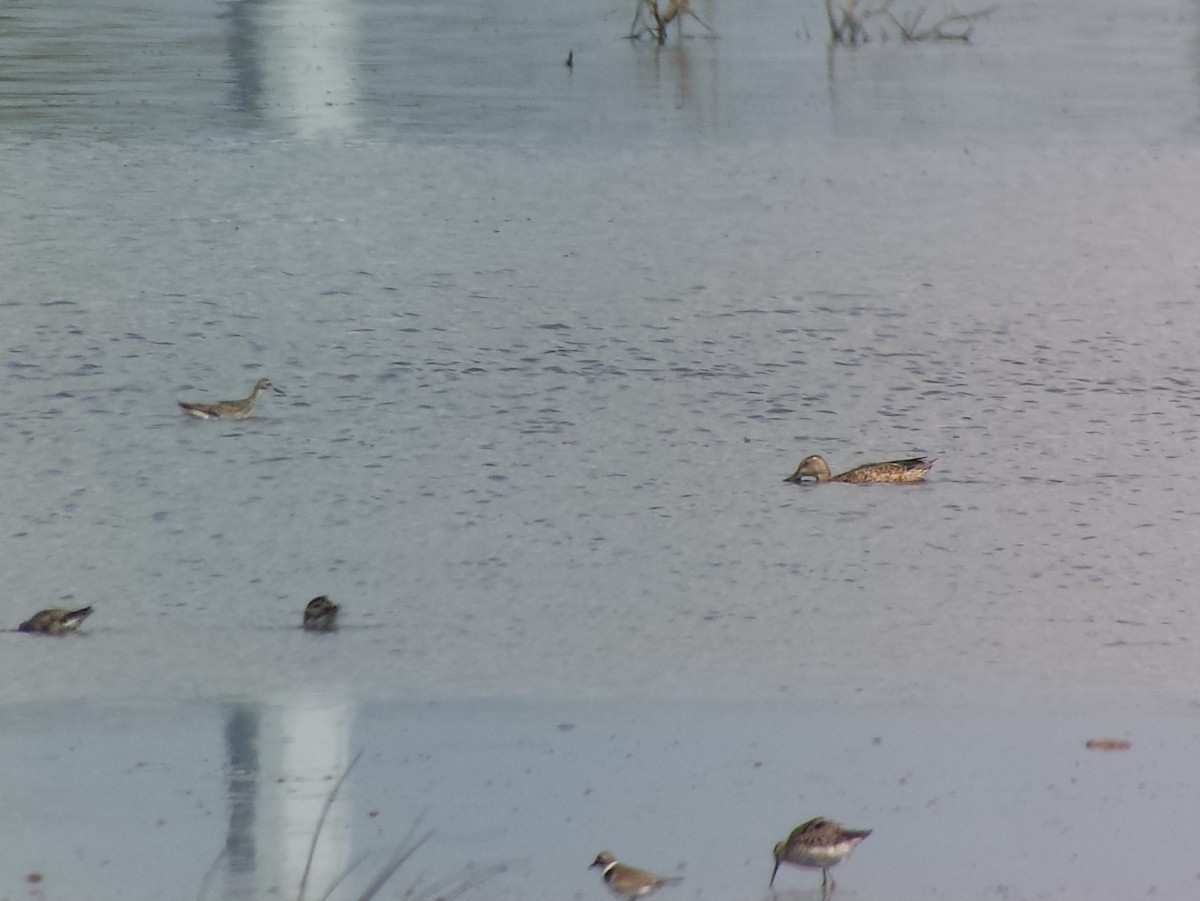 Blue-winged Teal - Steve Calver