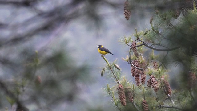 Black-and-yellow Grosbeak - ML655618858