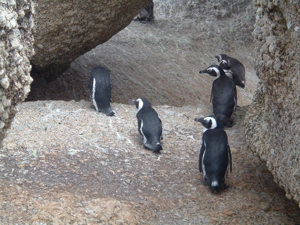 African Penguin - ML655618970