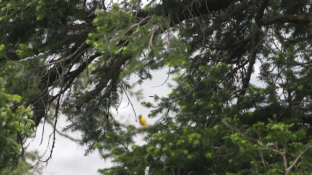 Black-and-yellow Grosbeak - ML655619803