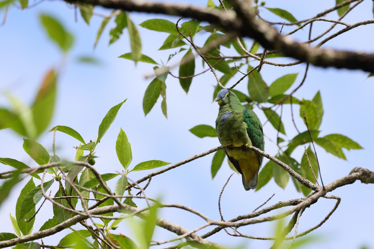 Blue-capped Fruit-Dove - ML655620473