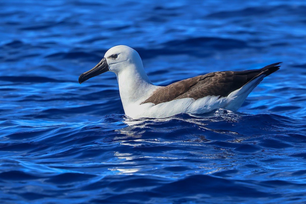 Atlantic Yellow-nosed Albatross - ML655620954