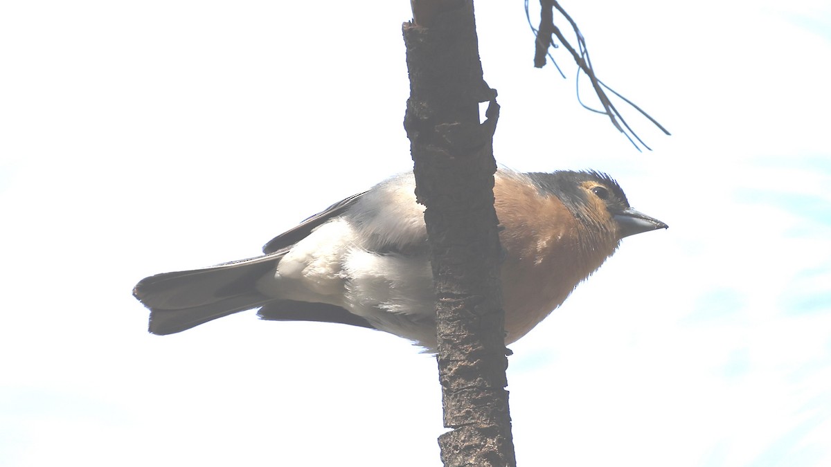 pěnkava pankanárská (ssp. canariensis/ombriosa) - ML655621142