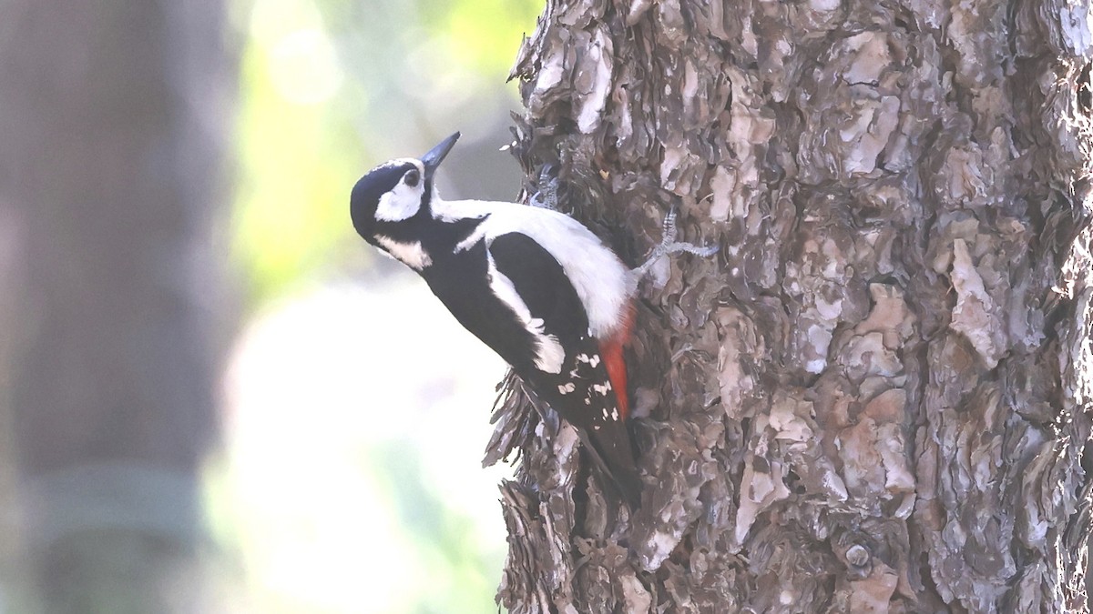 strakapoud velký (ssp. canariensis/thanneri) - ML655621225