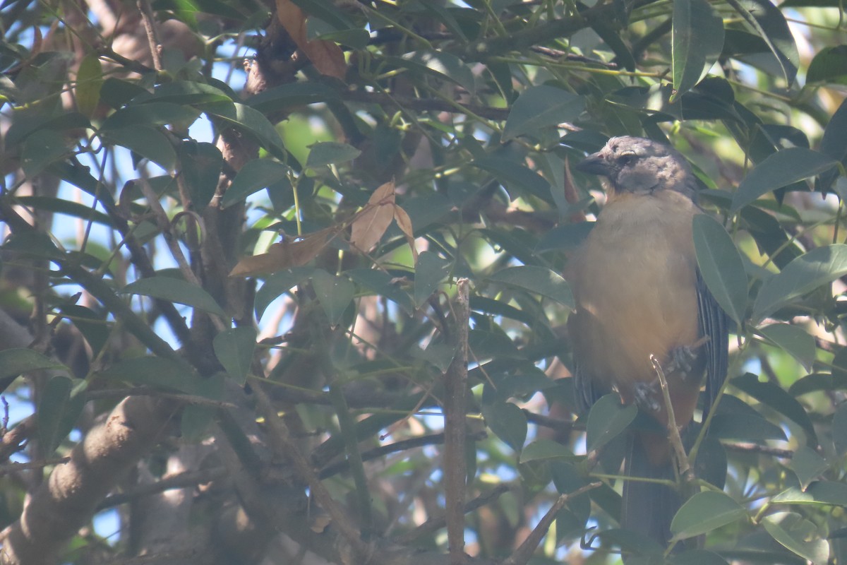 Bluish-gray Saltator - ML655621356