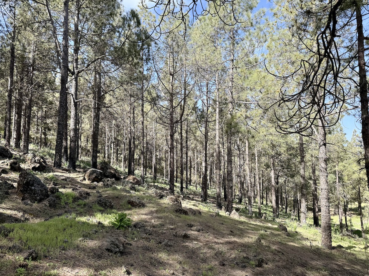 null - ML655621792