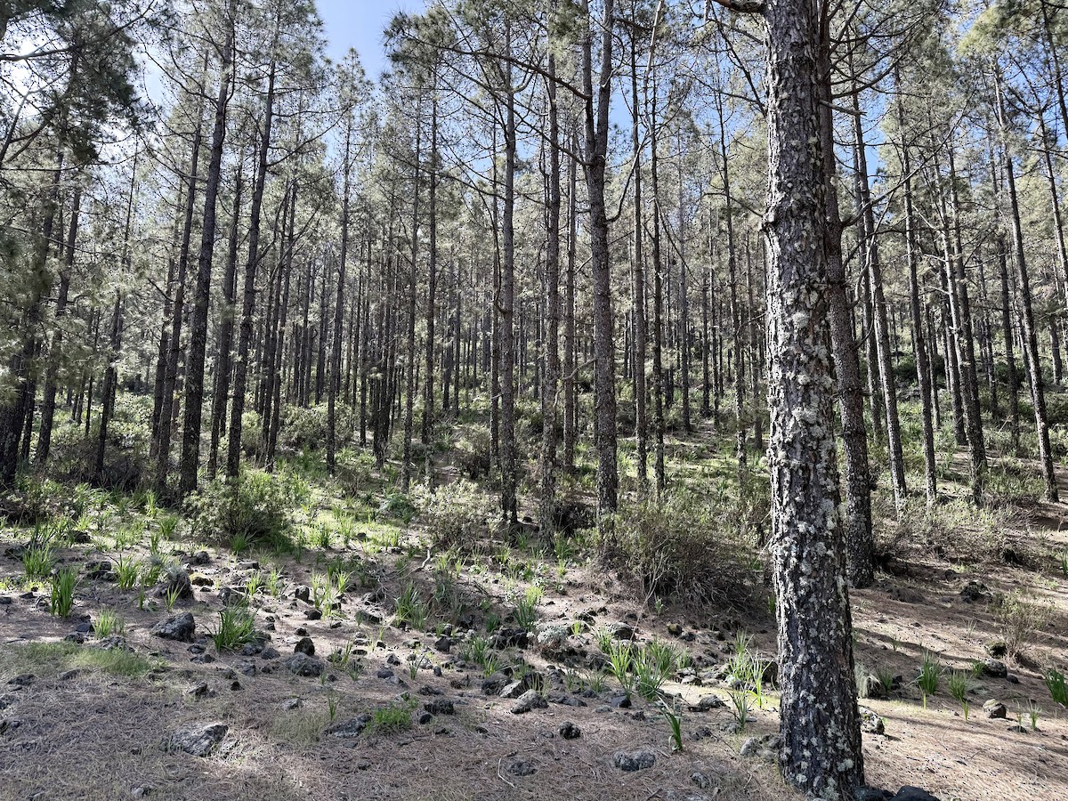 null - ML655621793