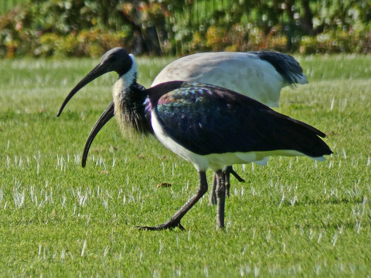 Straw-necked Ibis - ML655622028
