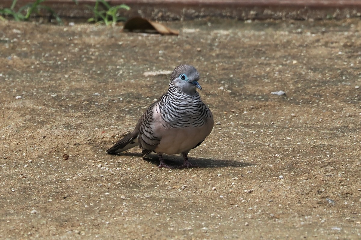 Peaceful Dove - ML655622042