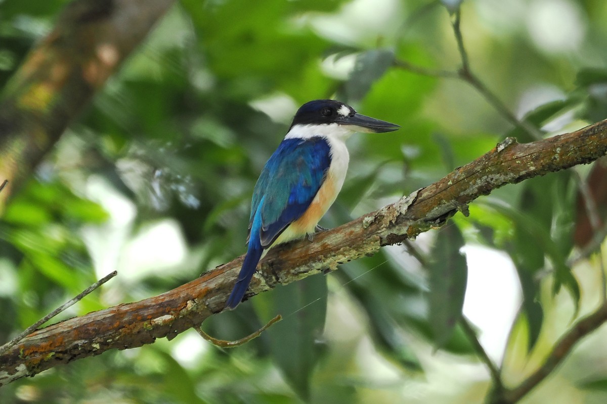 Forest Kingfisher - ML655622049