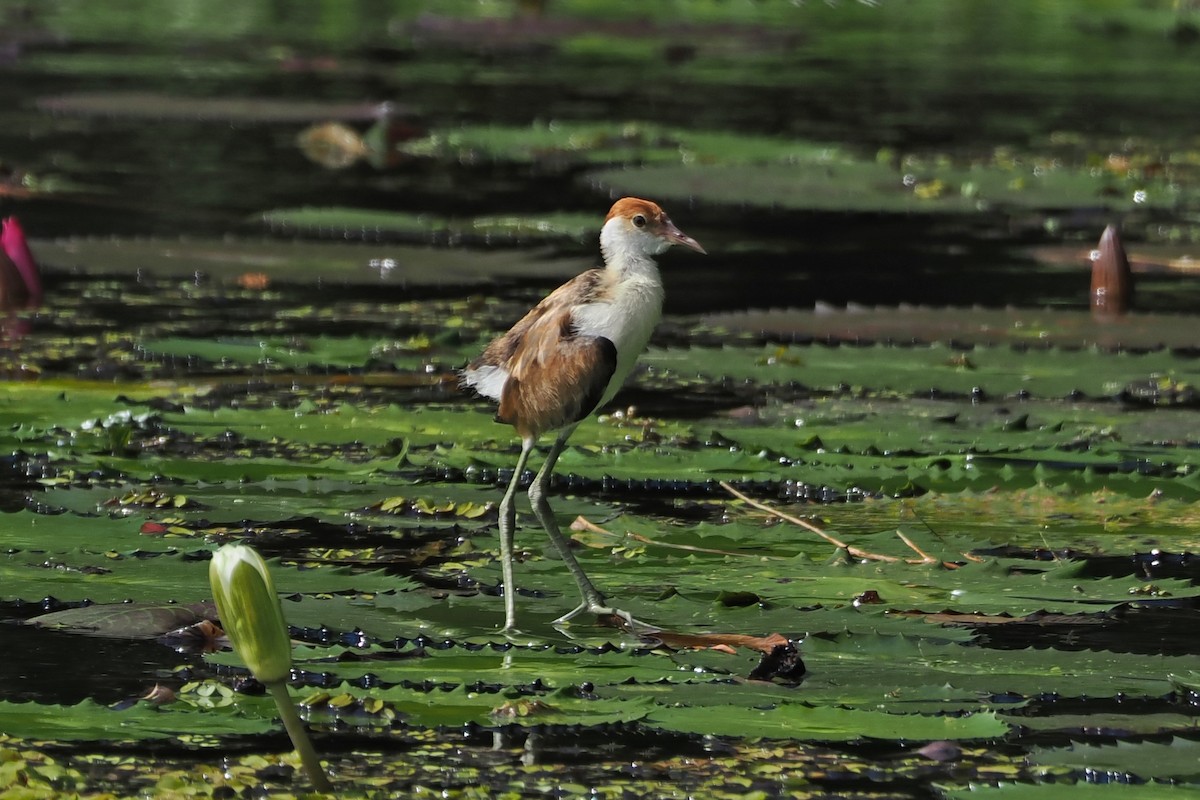 Comb-crested Jacana - ML655622063