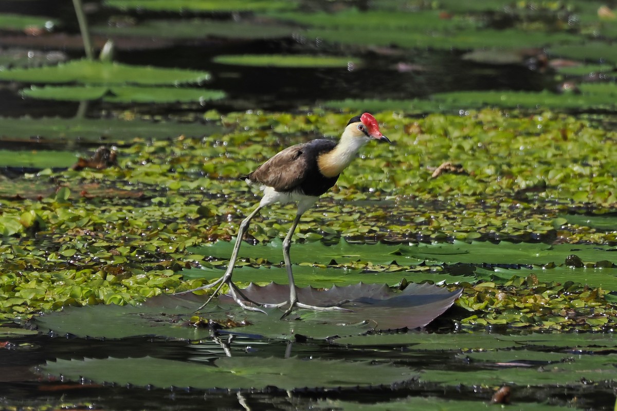 Comb-crested Jacana - ML655622064