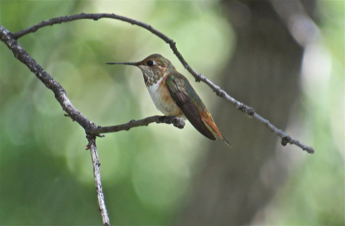 Rufous/Allen's Hummingbird - Roy Netherton
