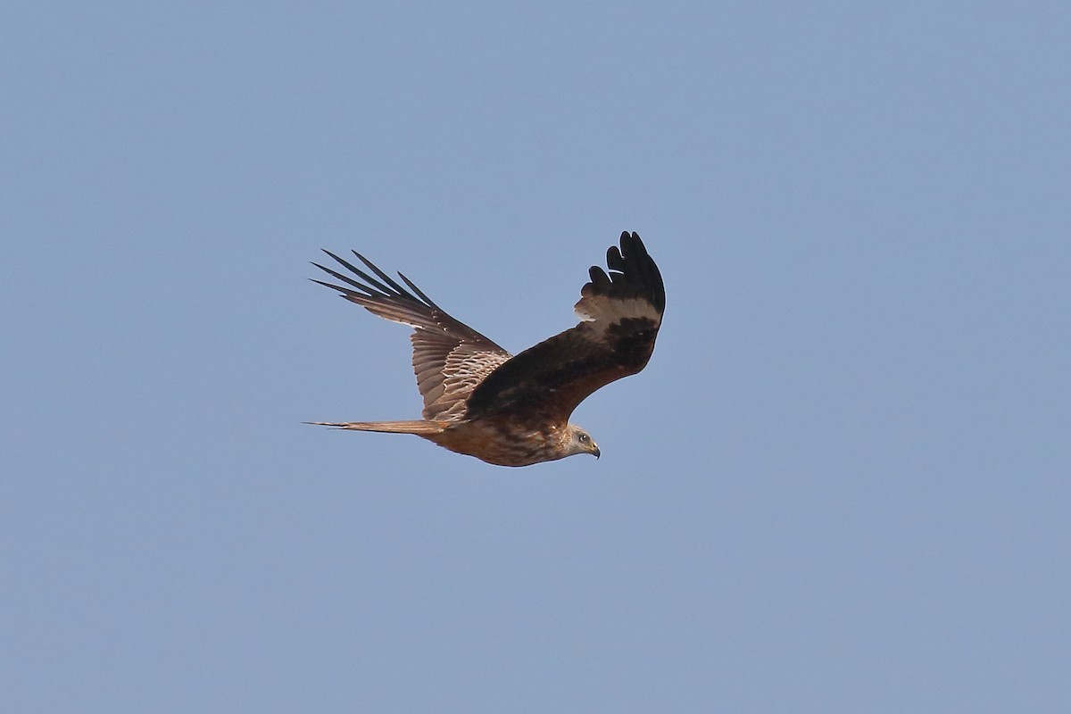 Red Kite - Joe Stockwell