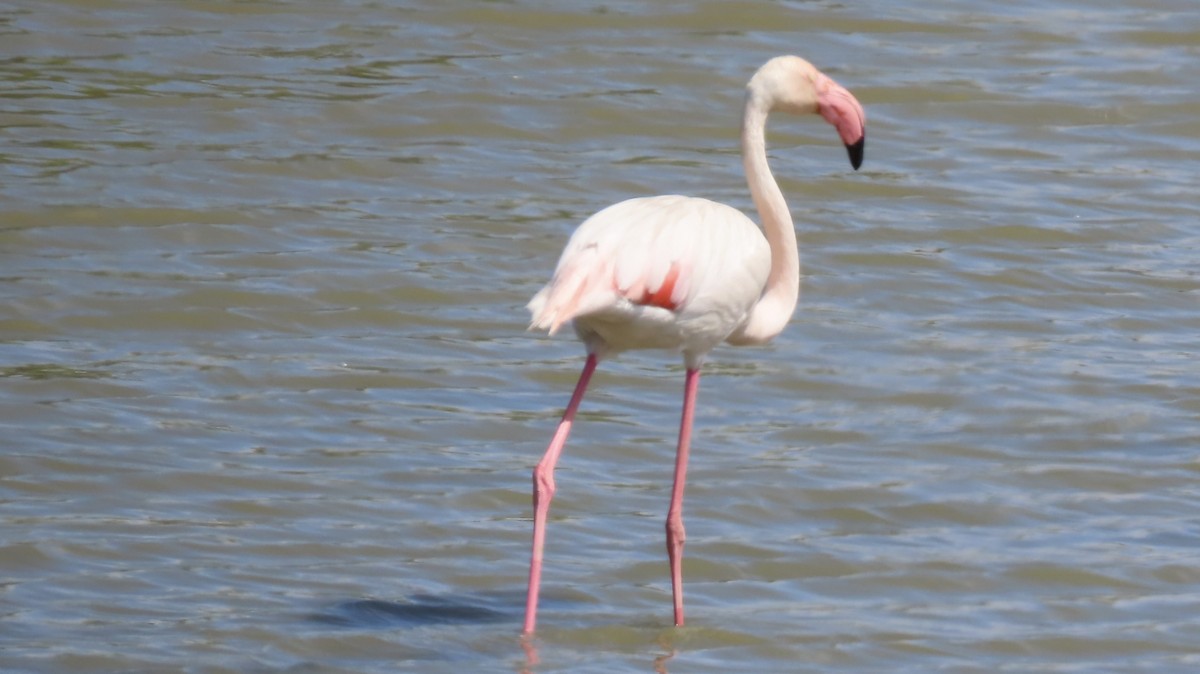 Greater Flamingo - ML655623492
