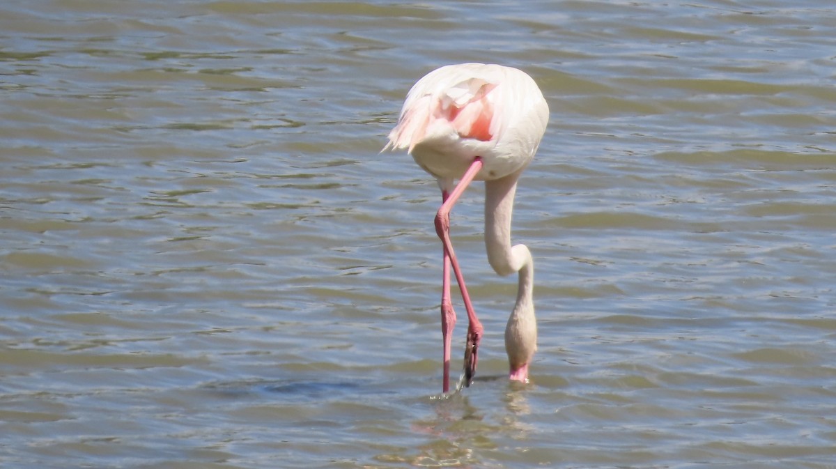 Greater Flamingo - ML655623495