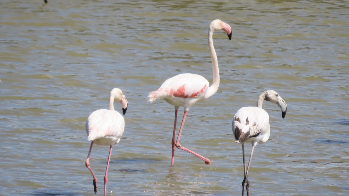 Greater Flamingo - ML655623501