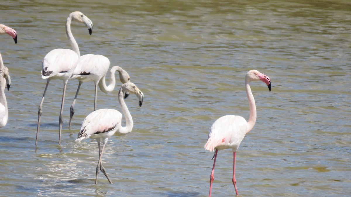 Greater Flamingo - ML655623505
