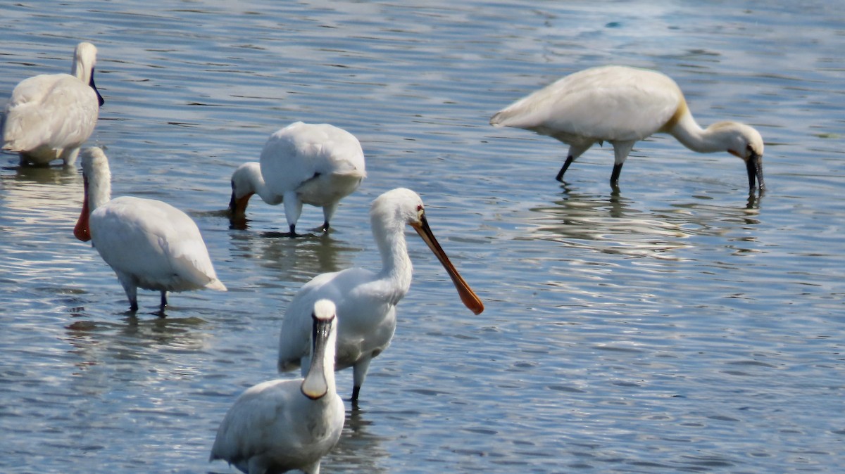 Eurasian Spoonbill - ML655623512