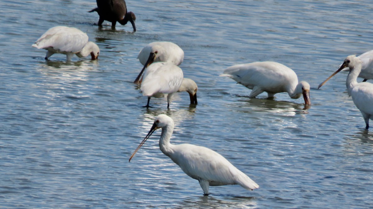 Eurasian Spoonbill - ML655623515