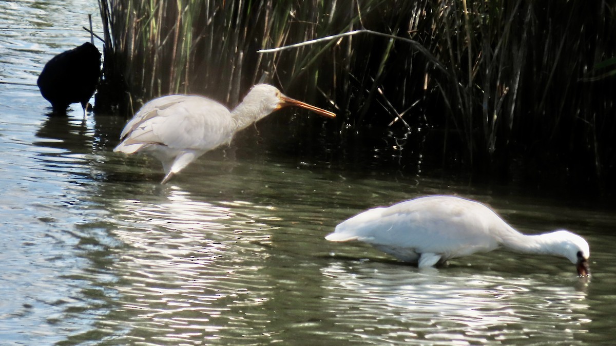 Eurasian Spoonbill - ML655623521