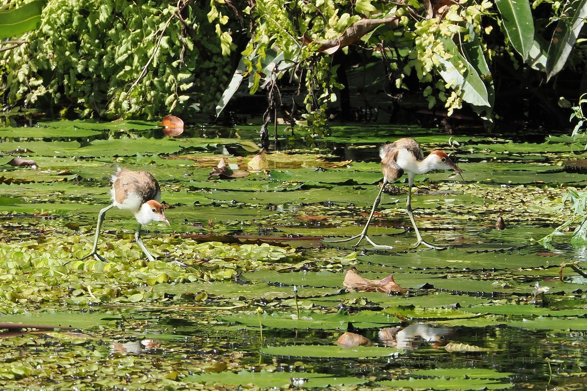 Comb-crested Jacana - ML655623998
