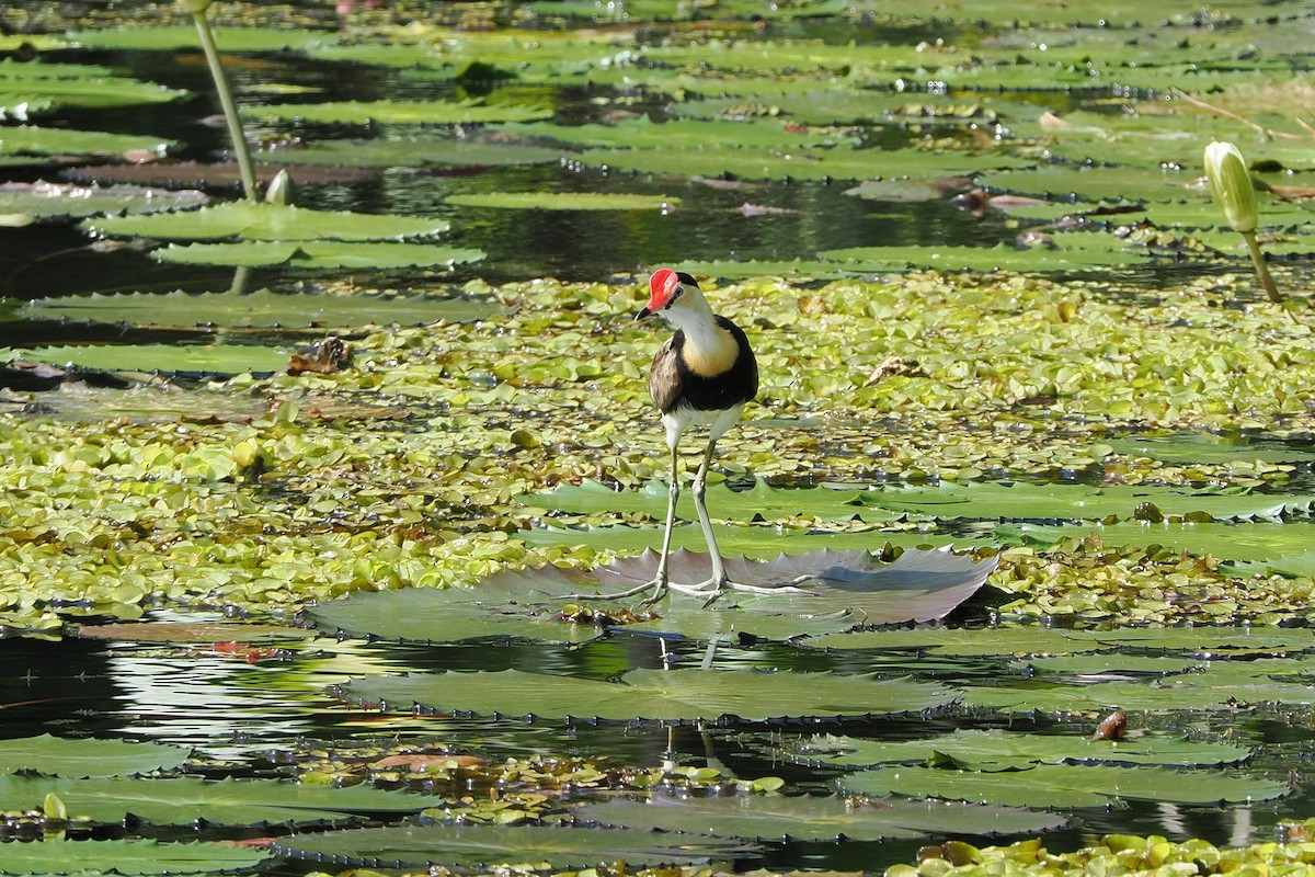 Comb-crested Jacana - ML655623999