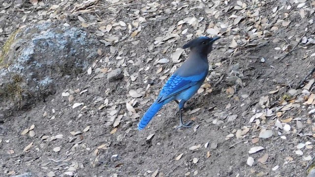 Steller's Jay - ML655627048
