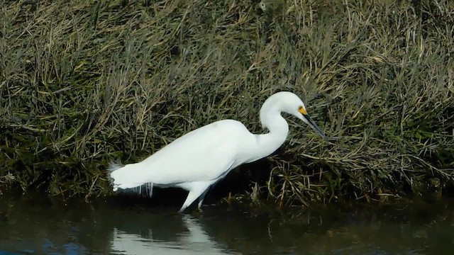 Snowy Egret - ML655627323