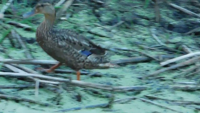 Mallard - ML655627426