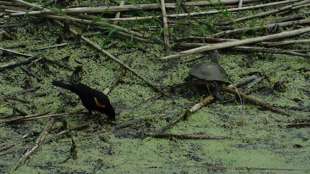 Red-winged Blackbird - ML655627462