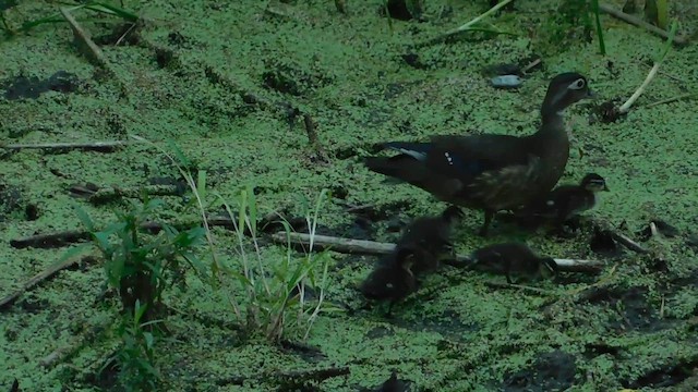 Wood Duck - ML655627495