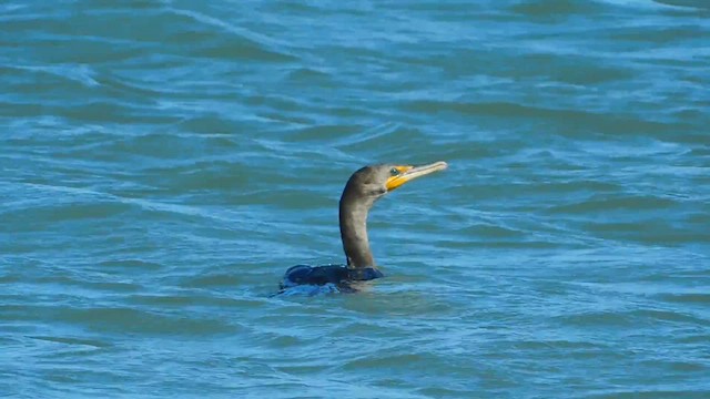 Double-crested Cormorant - ML655627565