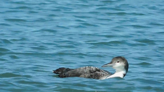 Common Loon - ML655627661