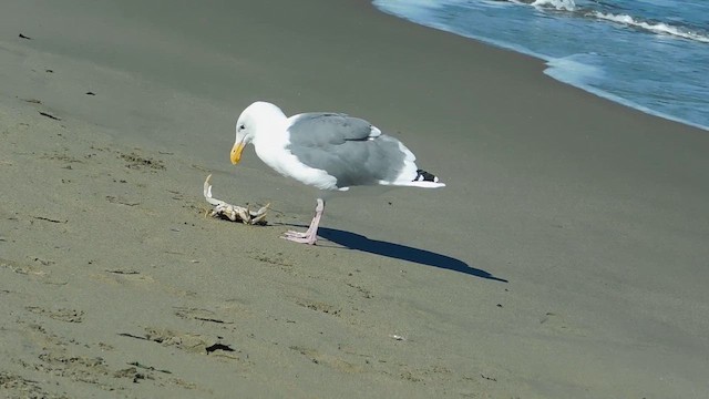 Western Gull - ML655627772