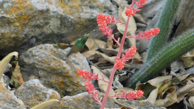 Berylline Hummingbird - ML655627824