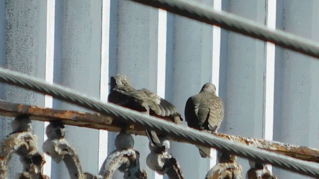 Inca Dove - ML655627849