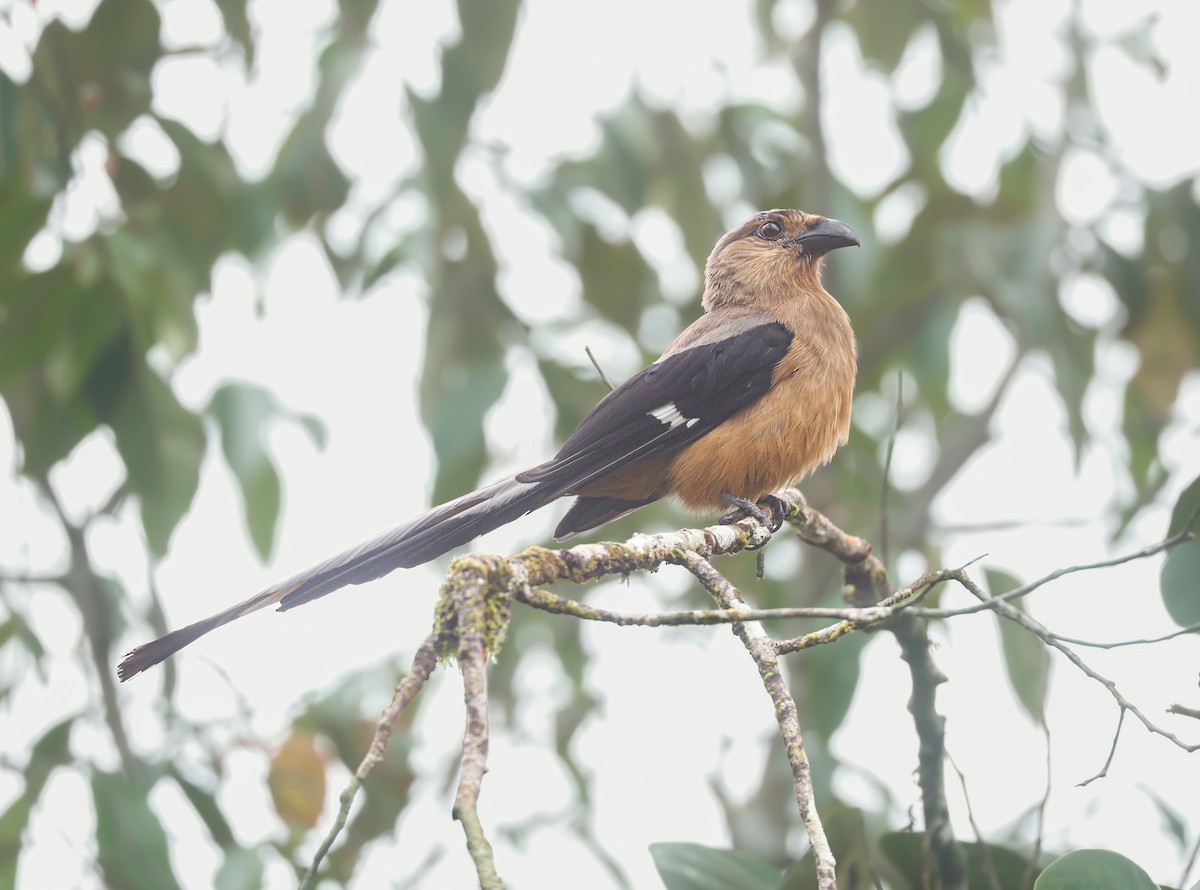 Bornean Treepie - ML655627979
