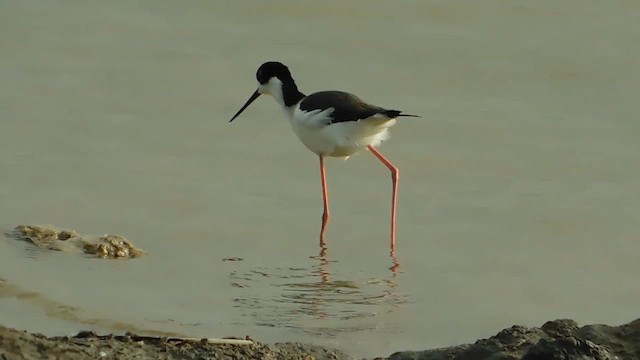 Black-necked Stilt - ML655628344